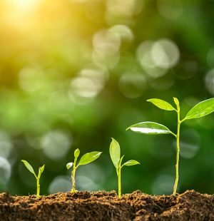 Green plant seedlings progressively growing in rich soil, symbolizing stages of development, new beginnings, investment, and environmental sustainability under bright natural light